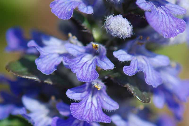 Ajuga reptans / Erba di S. Lorenzo